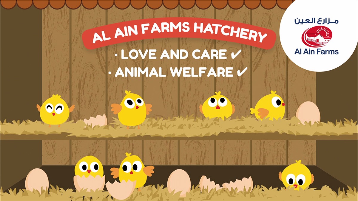 Al Ain Farms - corporate video outlining The UAE's oldest dairy farm's poultry and egg production process.